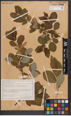 Foto von Salix caprea L.